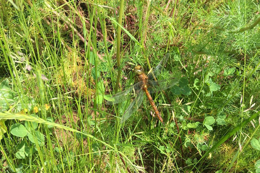 Norfolk hawker