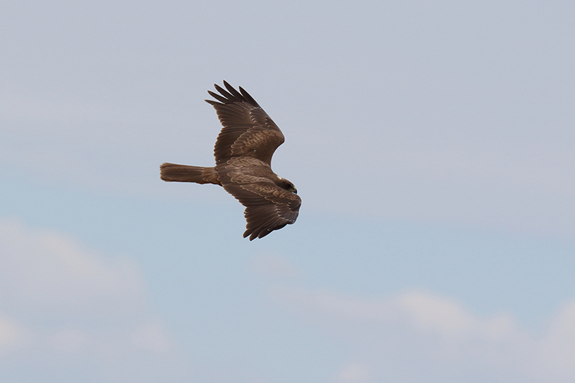 hawk flying