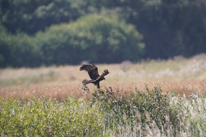 Juvenile Norfolk hawker