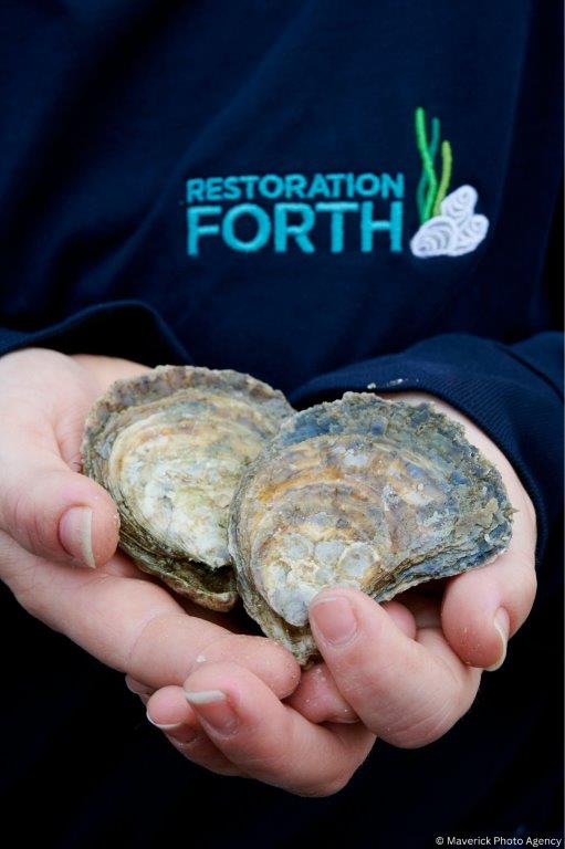 Oysters