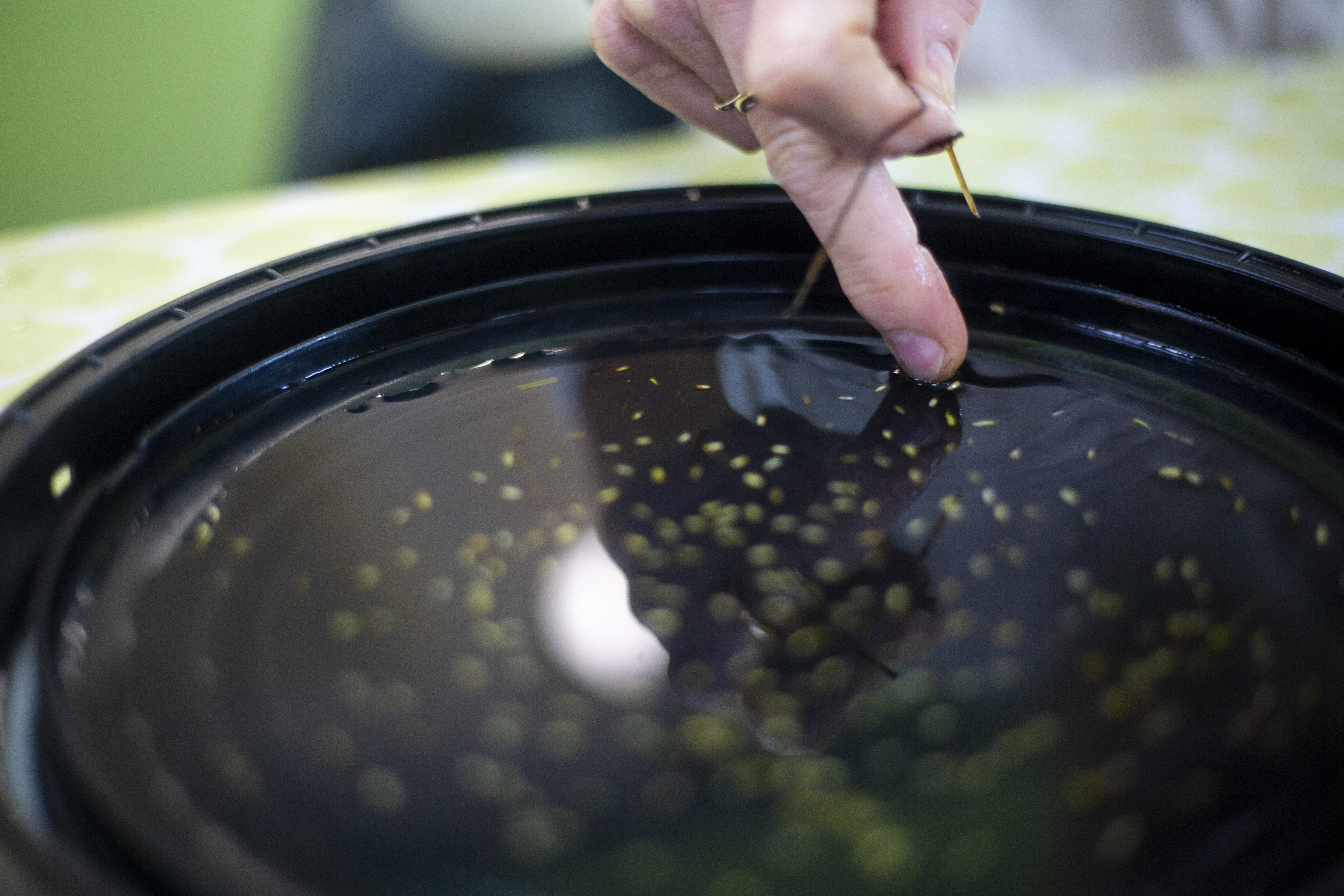 Seagrass_Seed Collecting_Oct2022-23