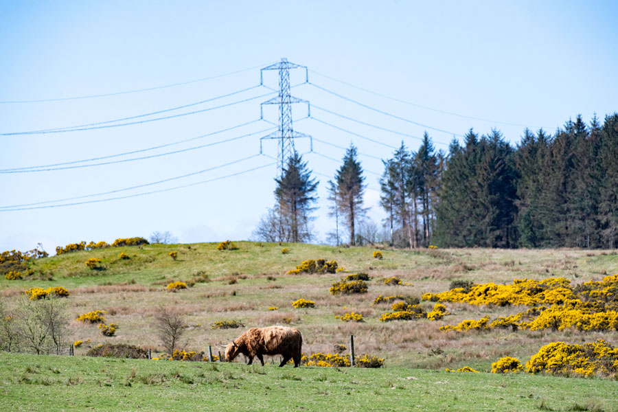 Highland cow in farmers field with pylon overlooking in the background